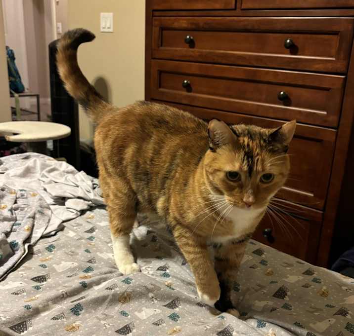 Photo of Pancake