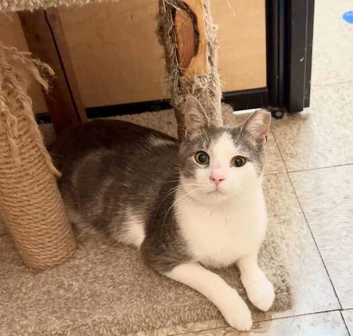 Photo of Dexter