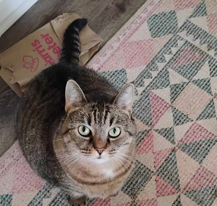 Photo of Little Kitty