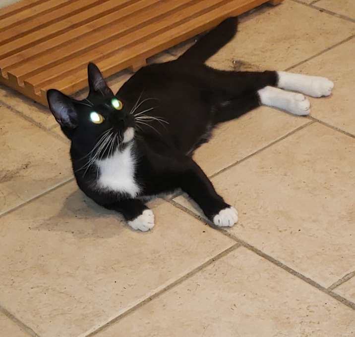 Photo of Felix