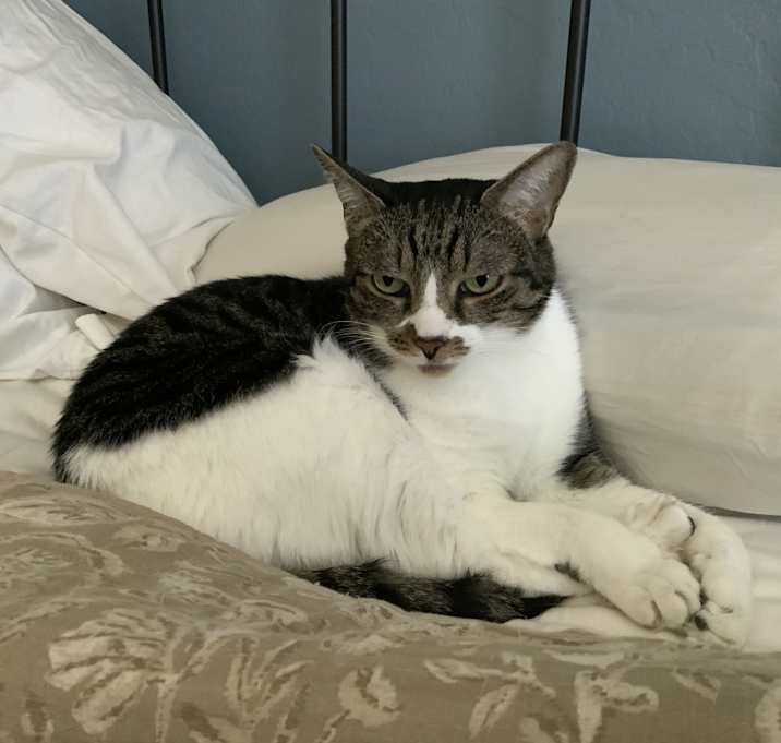 Photo of Violet