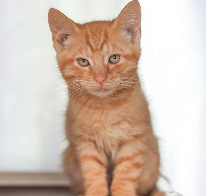 Photo of Paprika