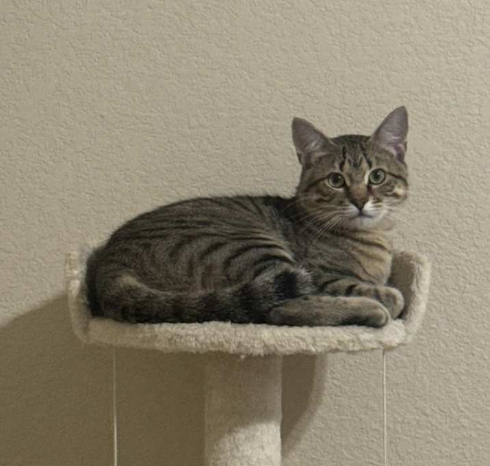 Photo of Koda