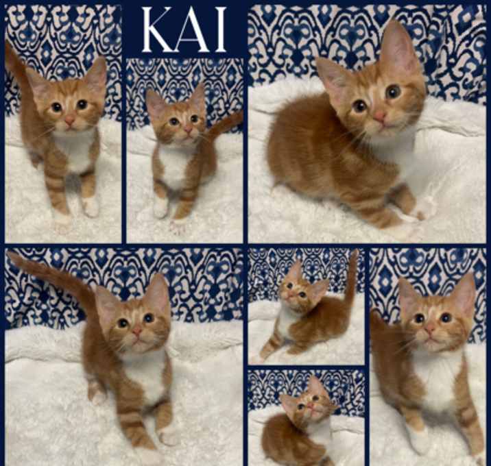 Photo of Kai