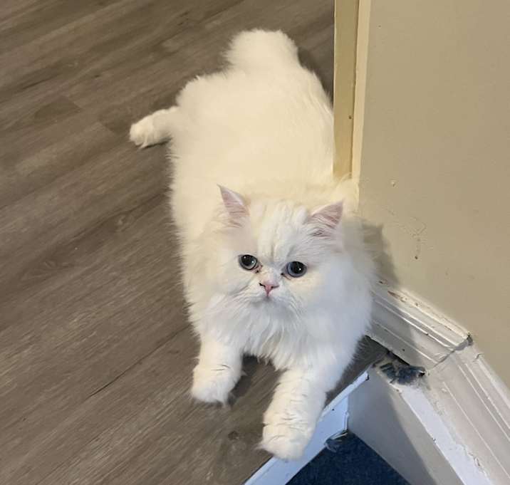 Photo of Lolita