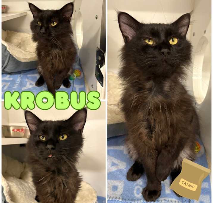 Photo of Krobus