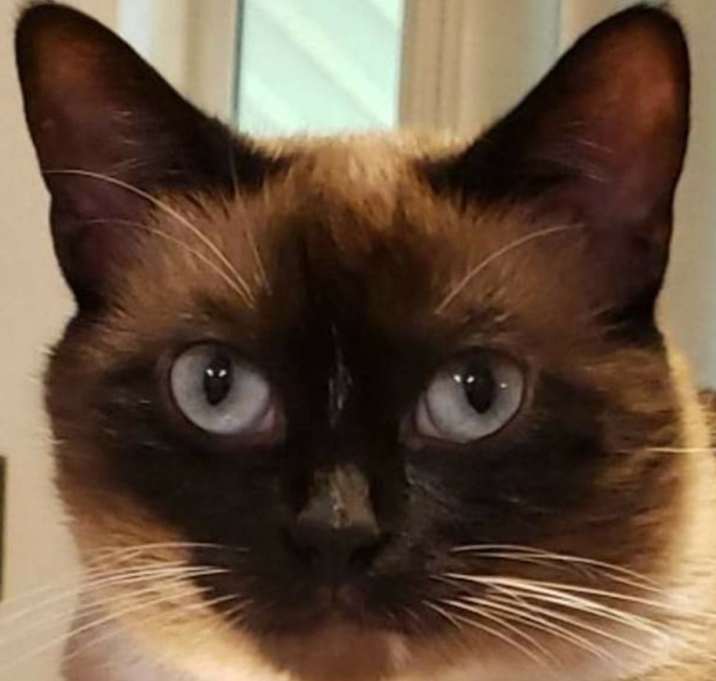 Photo of Sugar