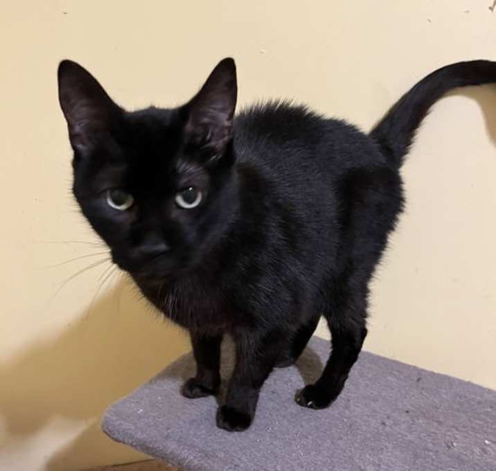 Photo of Bow