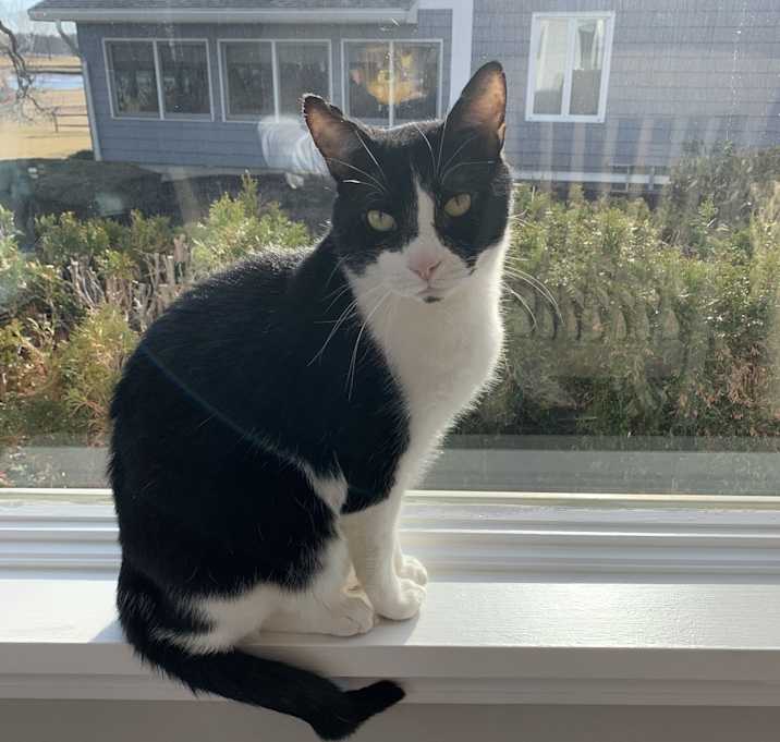 Photo of Bobo