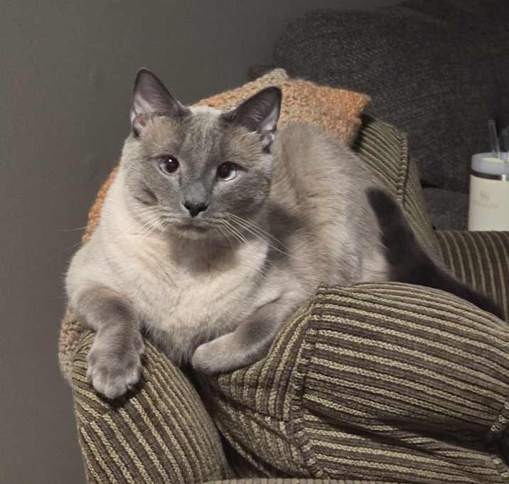 Photo of Taz