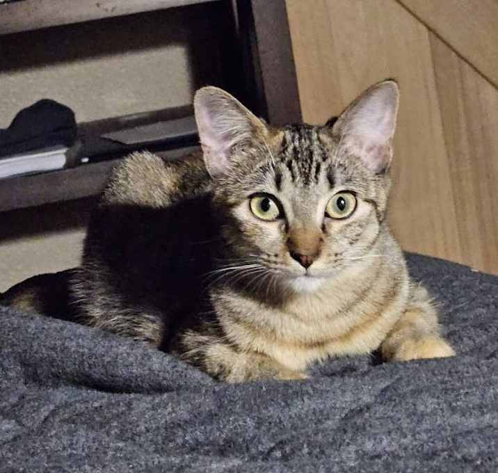 Photo of Smokey