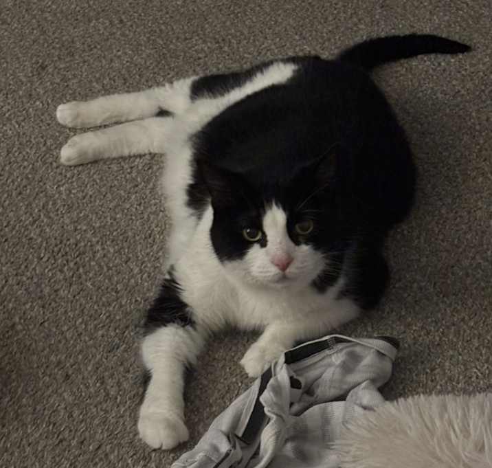 Photo of Oreo