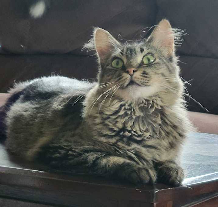 Photo of Rolo