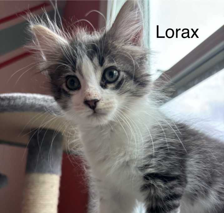 Photo of Lorax