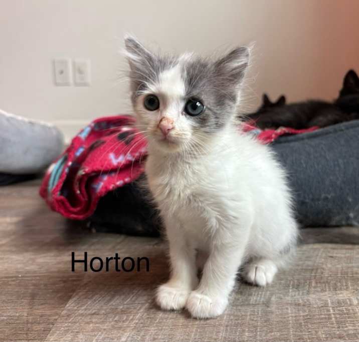 Photo of Horton