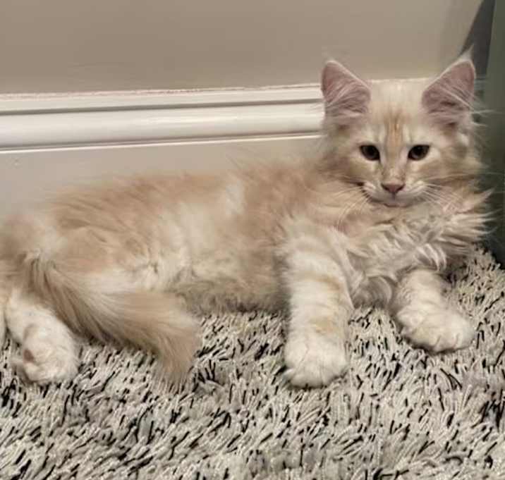 Photo of Muffin