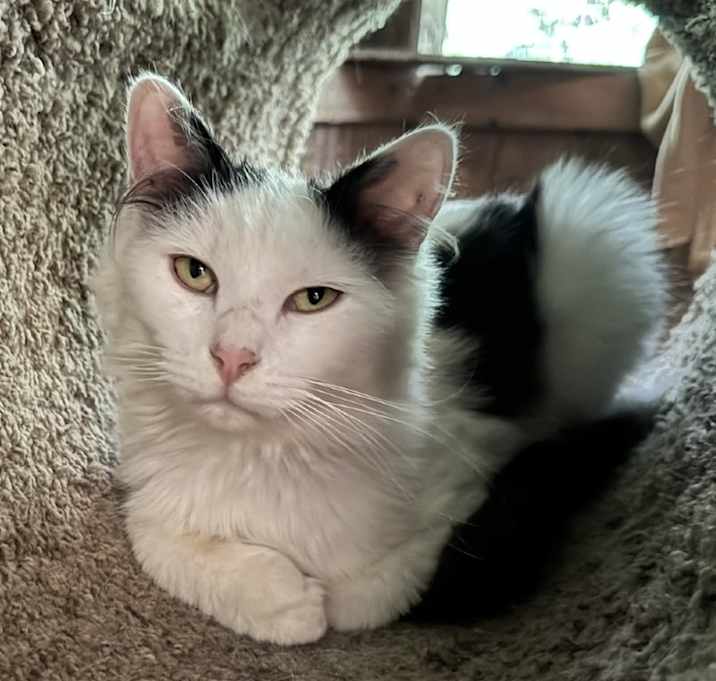 Photo of Milo