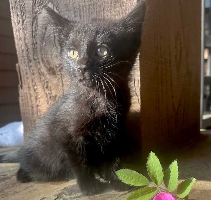 Photo of June Bug