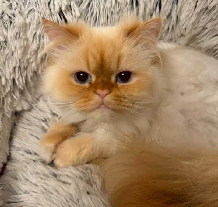 Photo of Wookiee