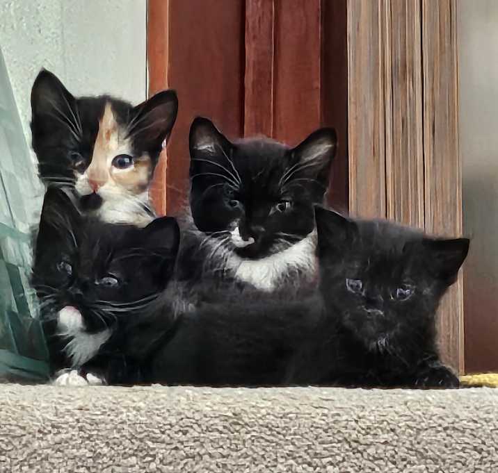 Photo of Lovely kittens