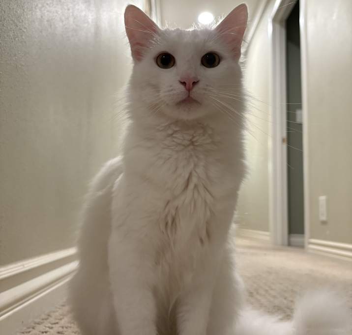Photo of Haku