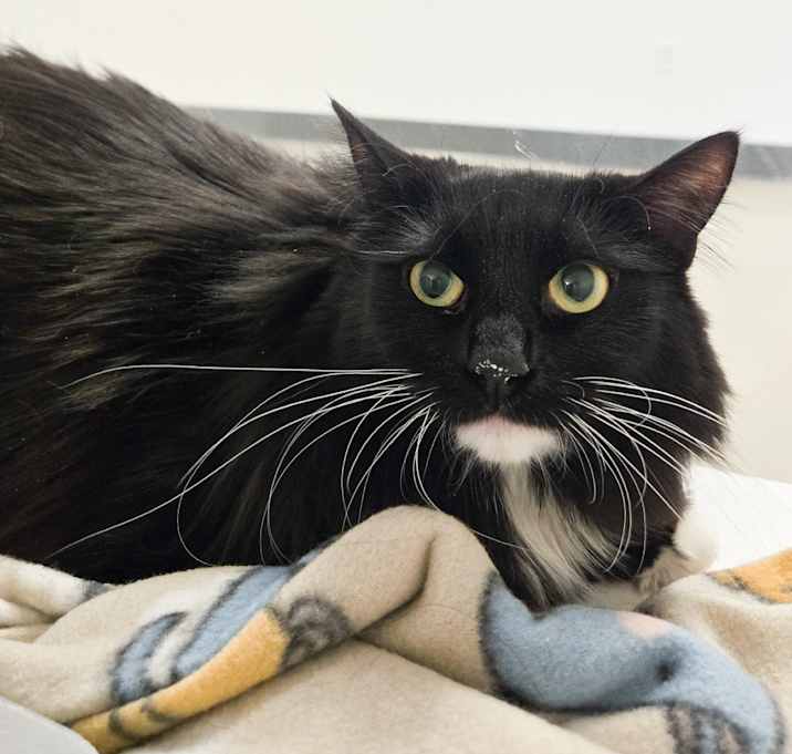 Photo of Sugar (was Beignet)