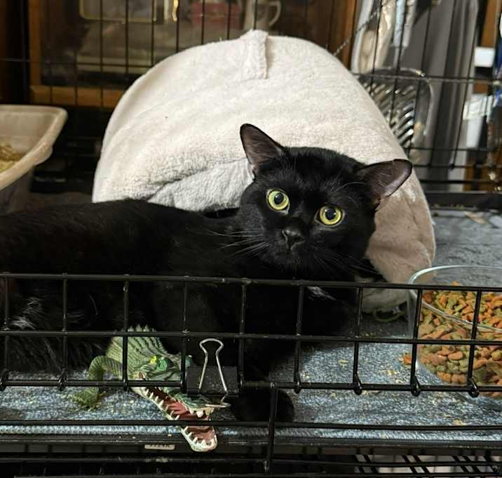 Photo of Midnight
