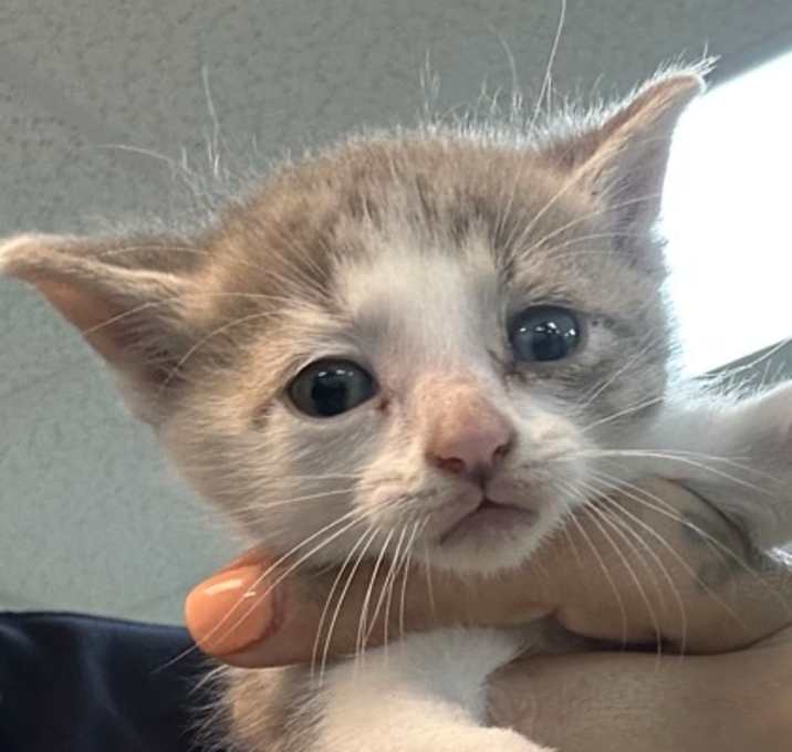 Photo of Ned