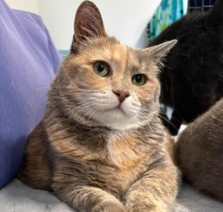 Photo of Fuzzins