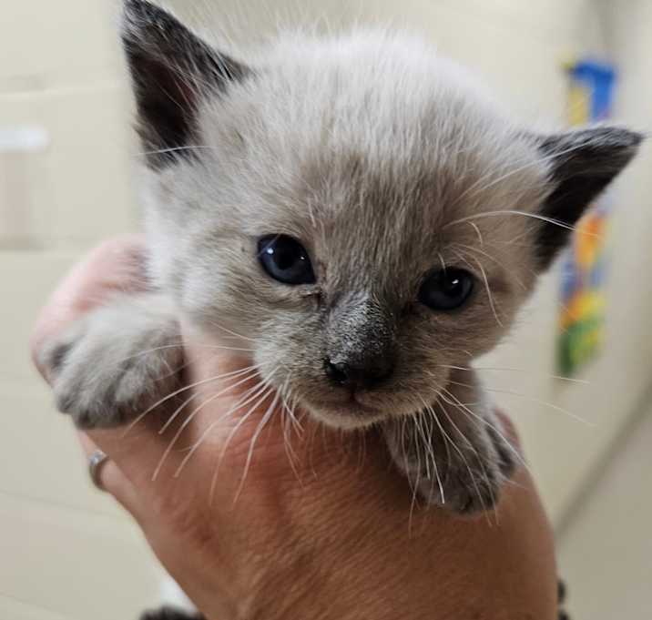 Photo of Stray
