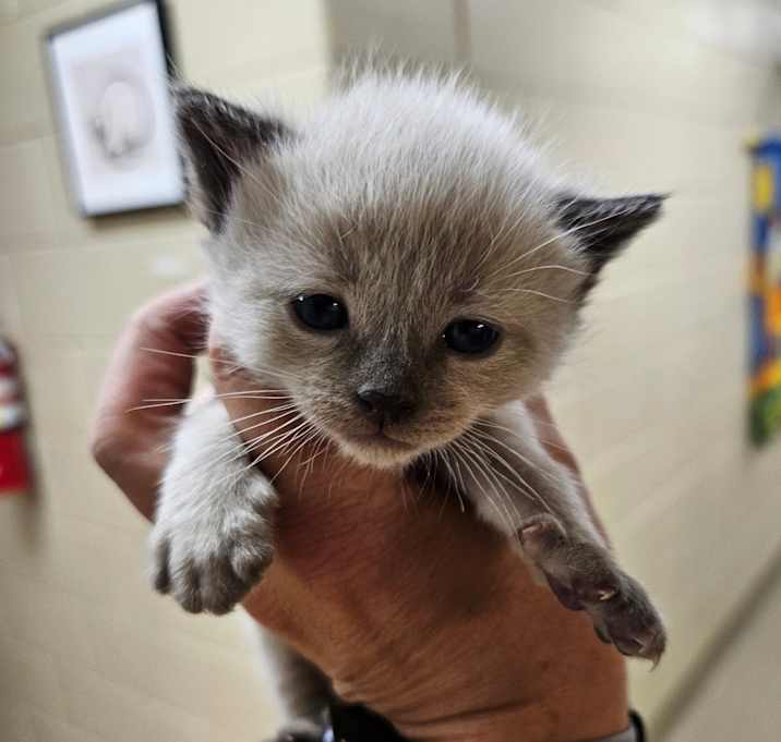 Photo of Stray