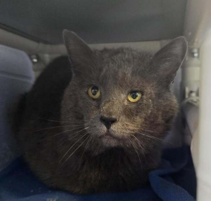 Photo of Smokey