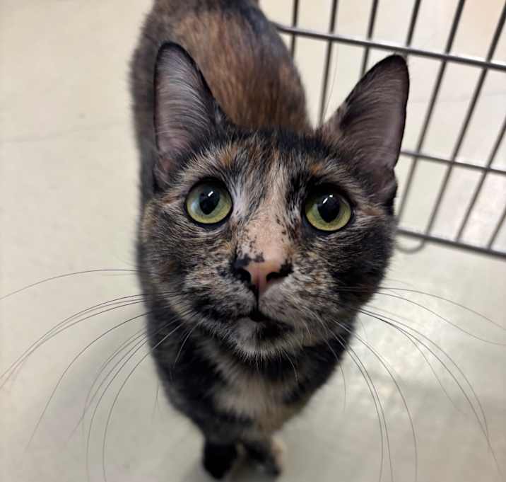 Photo of Penny
