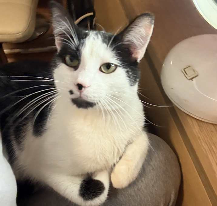 Photo of Oreo