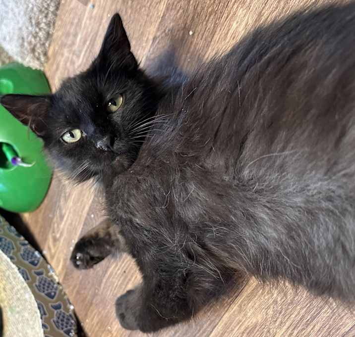 Photo of Coal