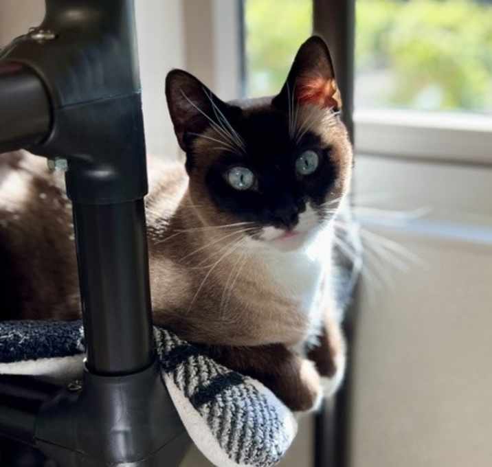 Photo of Chica
