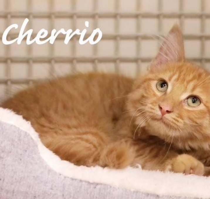 Photo of Cherrio