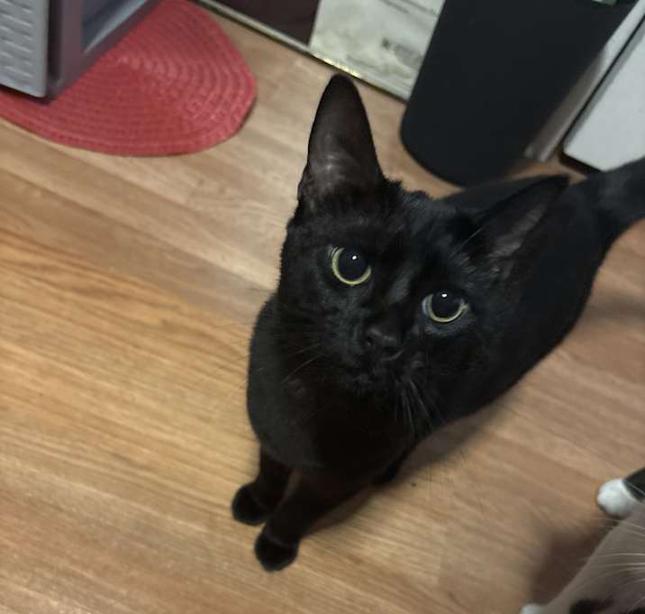 Photo of Shadow