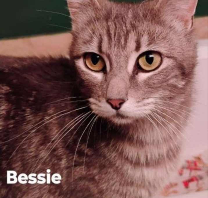 Photo of Bessie