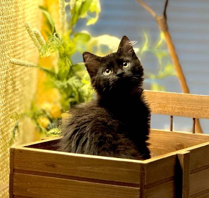 Photo of Coco