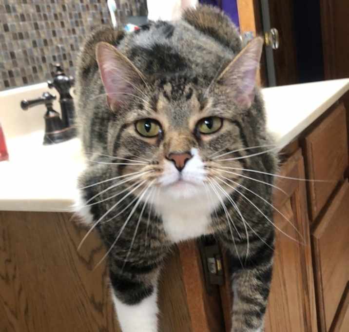 Photo of Taco