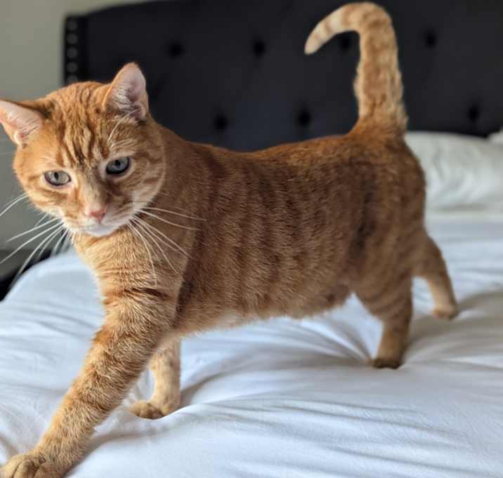 Photo of Colby and Waffles (can separate)