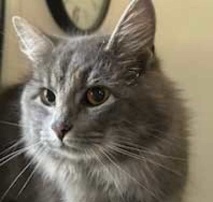 Photo of ALICE