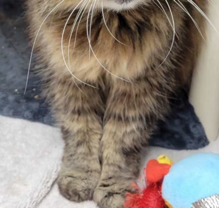 Photo of Atticus
