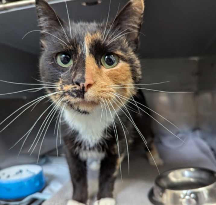 Photo of Speckle