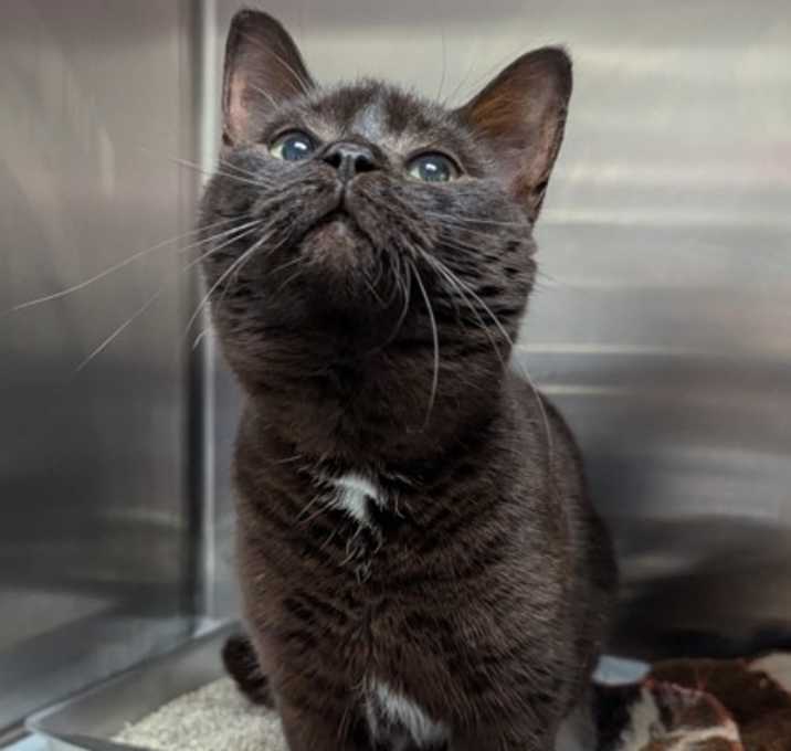 Photo of Meowser