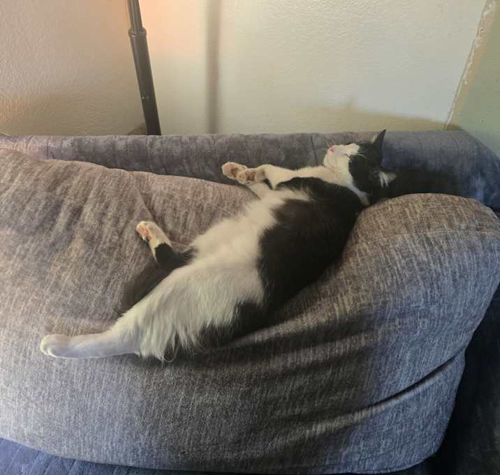 Photo of Q-Tip