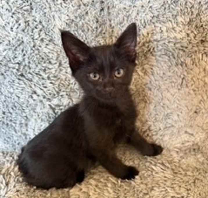 Photo of Nala