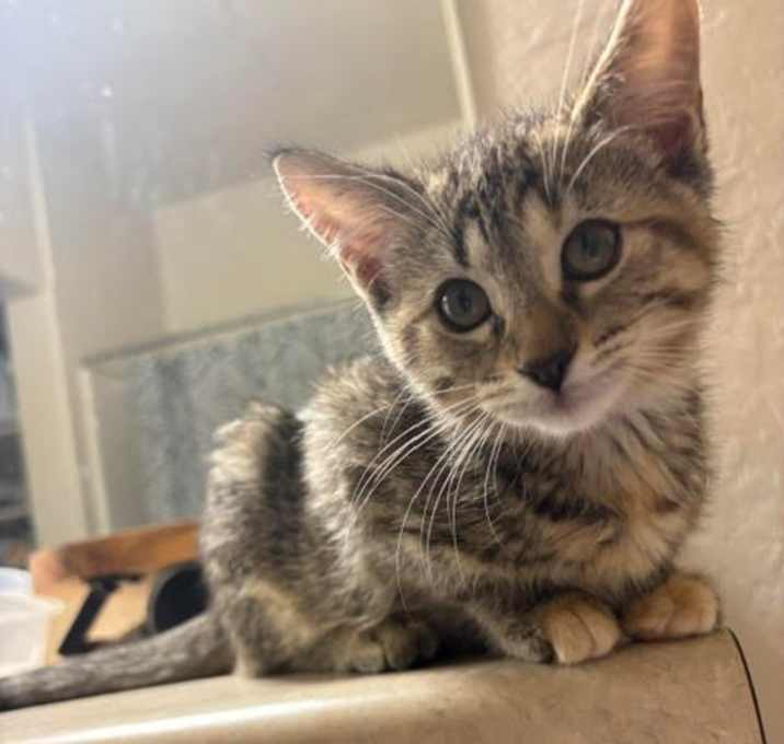 Photo of Rey - Queen of Cuddles! Loves Humans! Good w/ Cats!