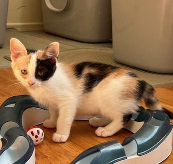 Photo of Calypso